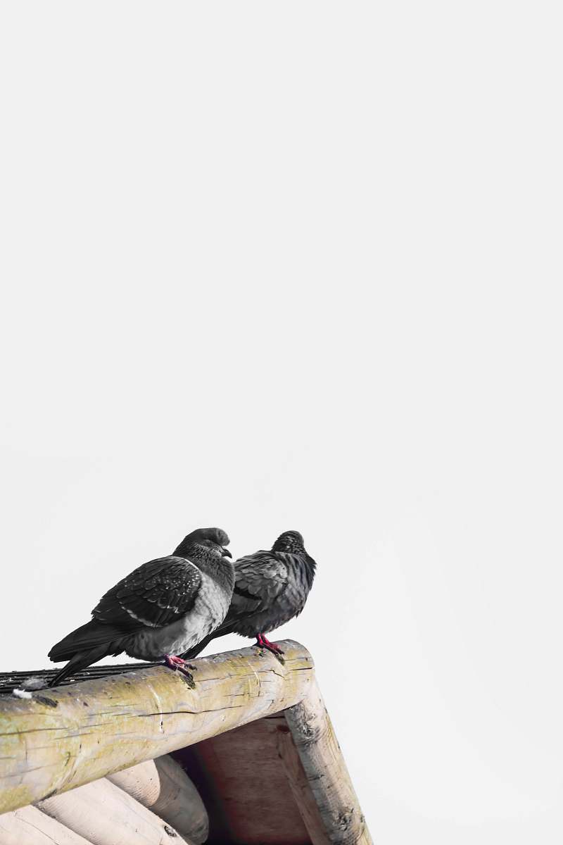 grey two birds perching on edge of roof of house bird