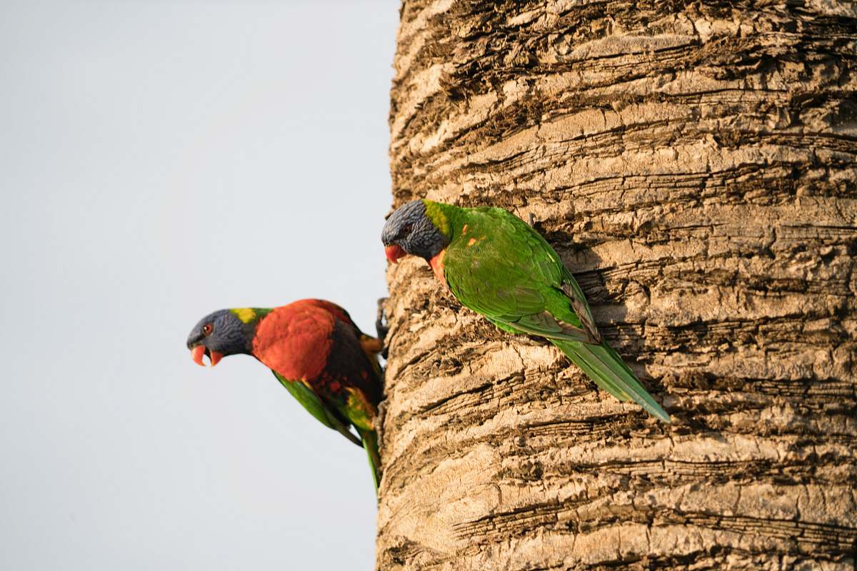 bird two birds perching on tree trunk parrot