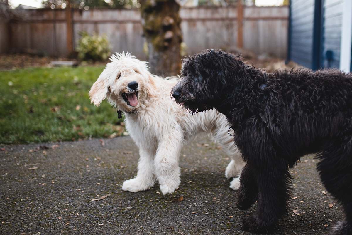 dog two black and white dogs walking at pathway pet