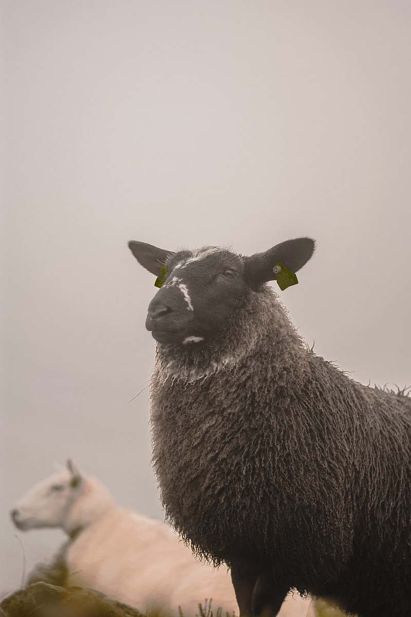 mammal two black and white sheep sheep