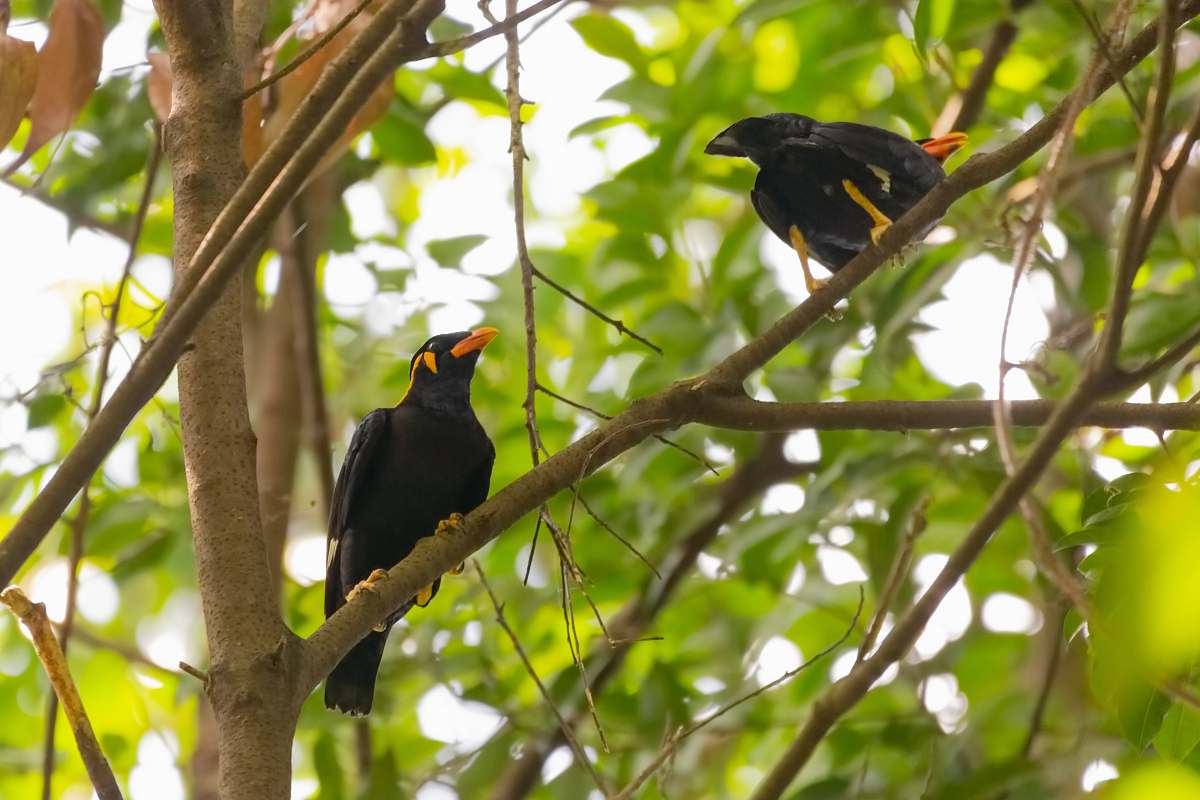 bird two black birds agelaius