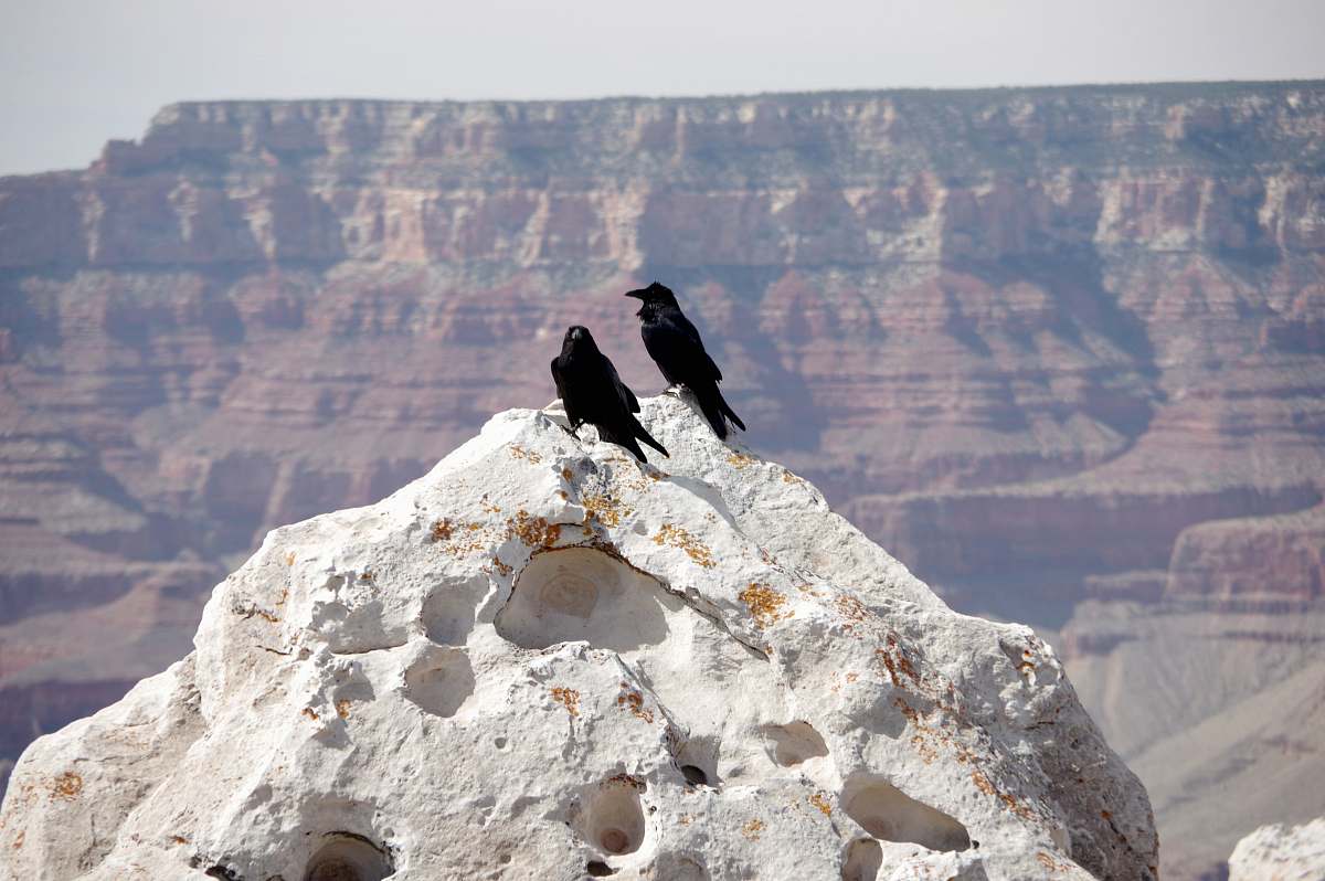 vulture two black birds on rock formation during daytime yavapai point