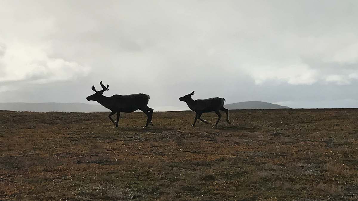 deer two brown animals on open feld elk