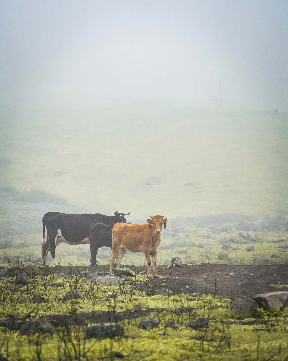 cattle two brown cattle cow