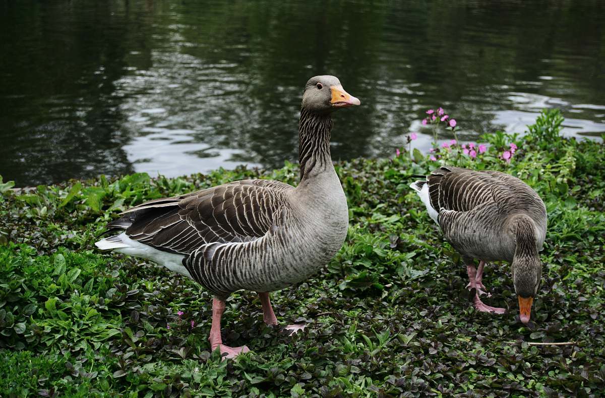bird two ducks near body of water goose