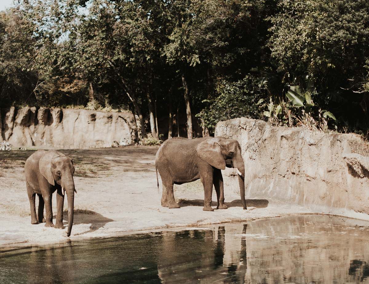 mammal two elephants elephant