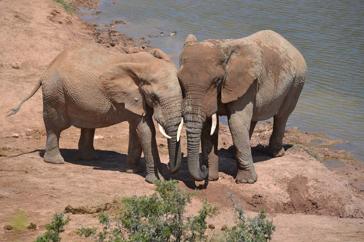 mammal two elephants near river elephant