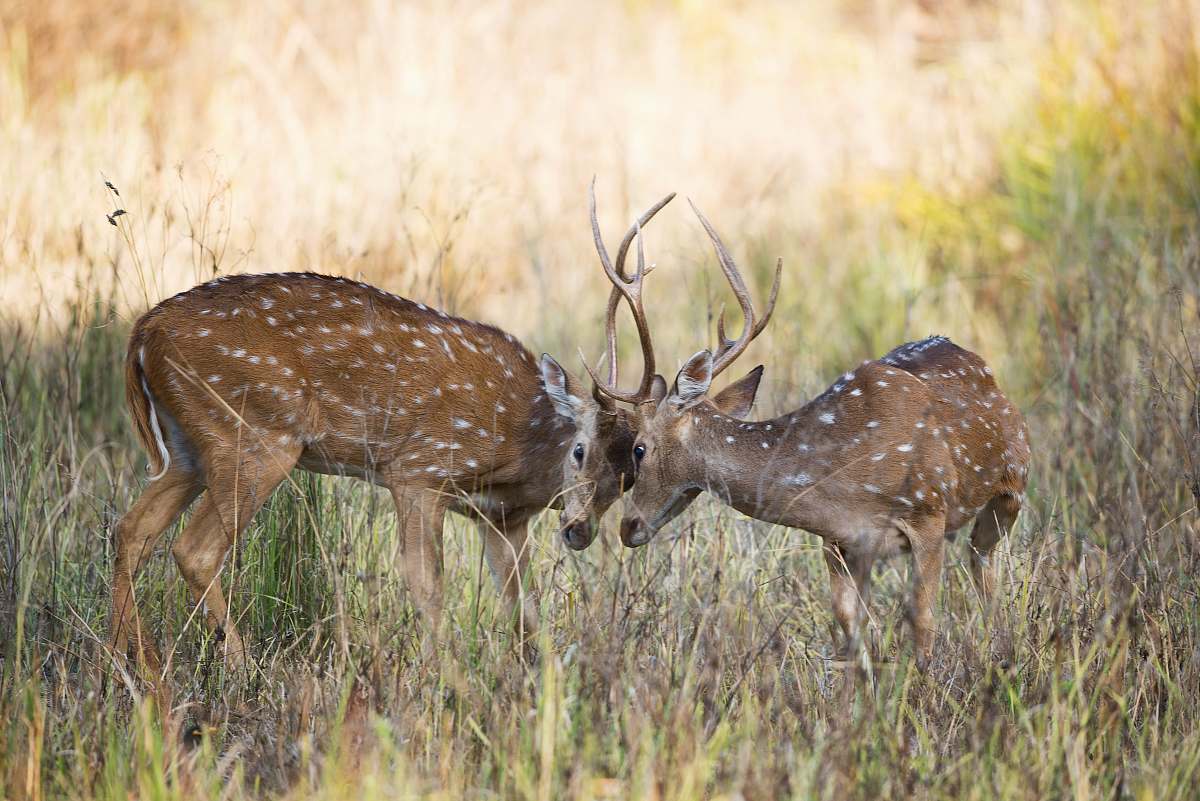 deer two fighting brown deer on green grass wildlife