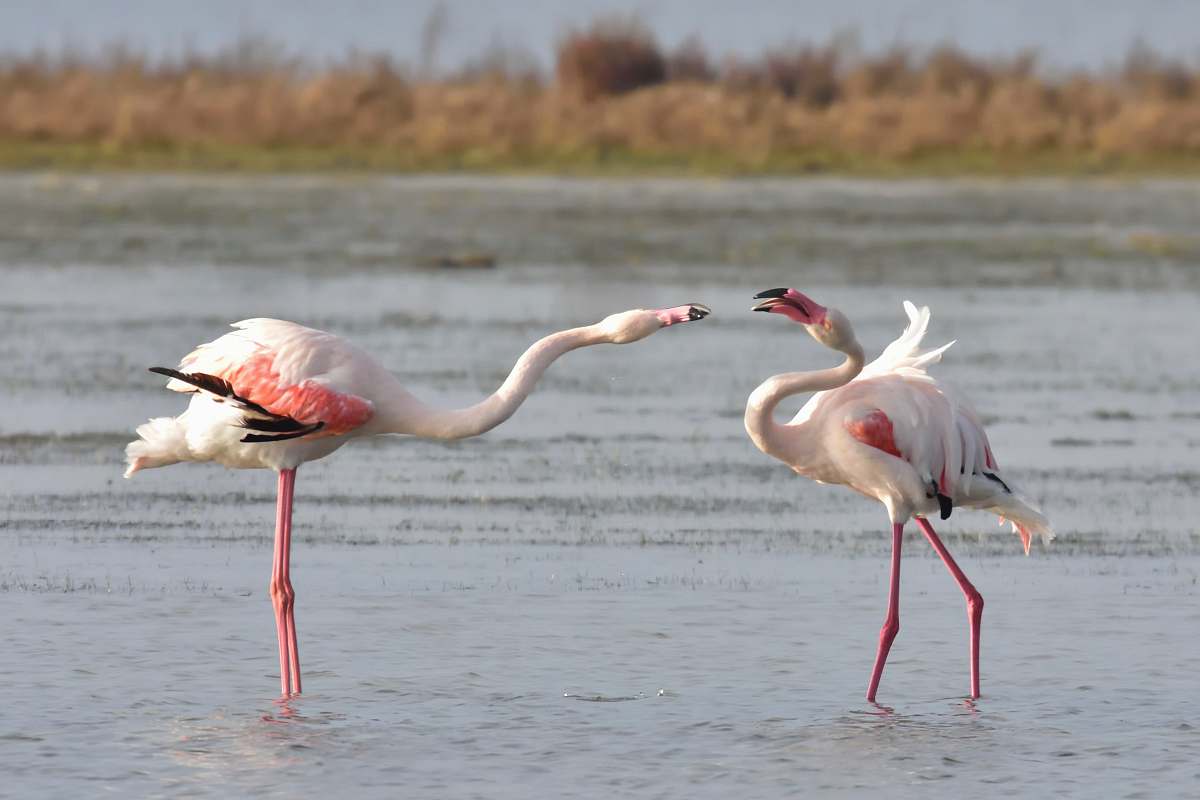 bird two flamingos on body of water at daytime flamingo