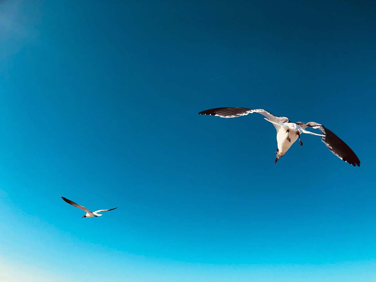 bird two flying white birds flying