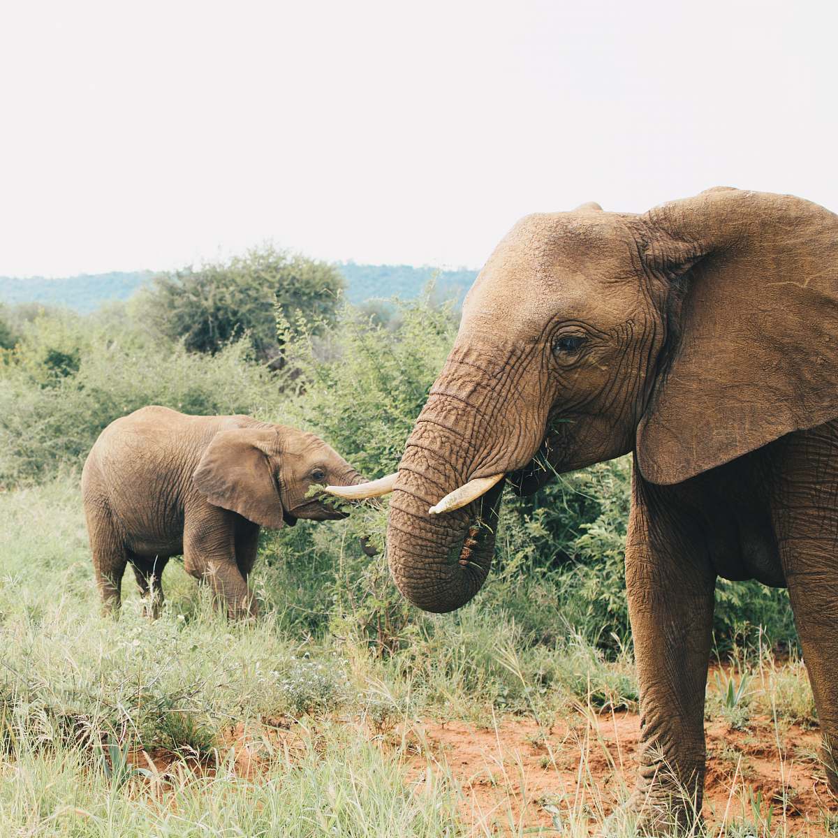 mammal two gray elephants on green field bush