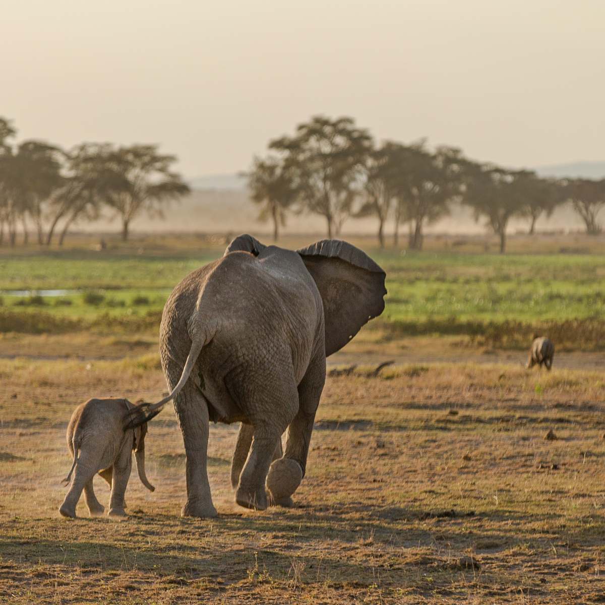mammal two gray elephants walking on open field elephant