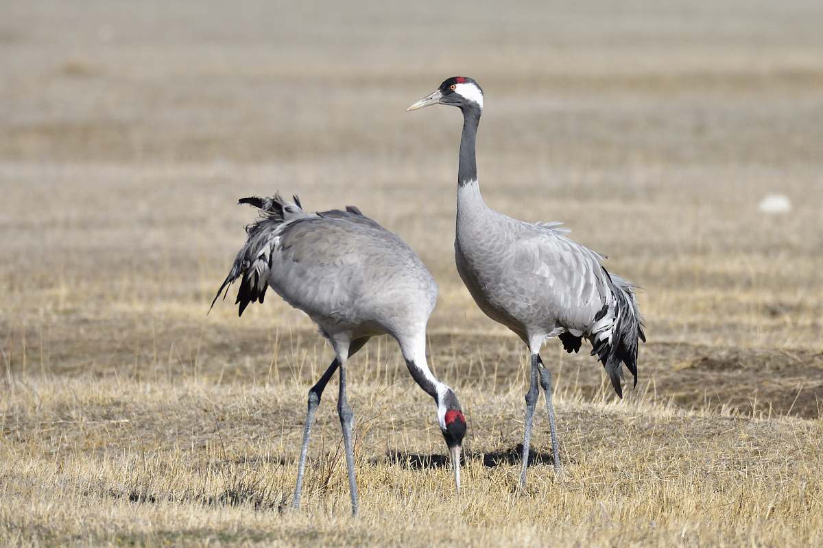 bird two gray long-necked birds on field during daytime crane bird