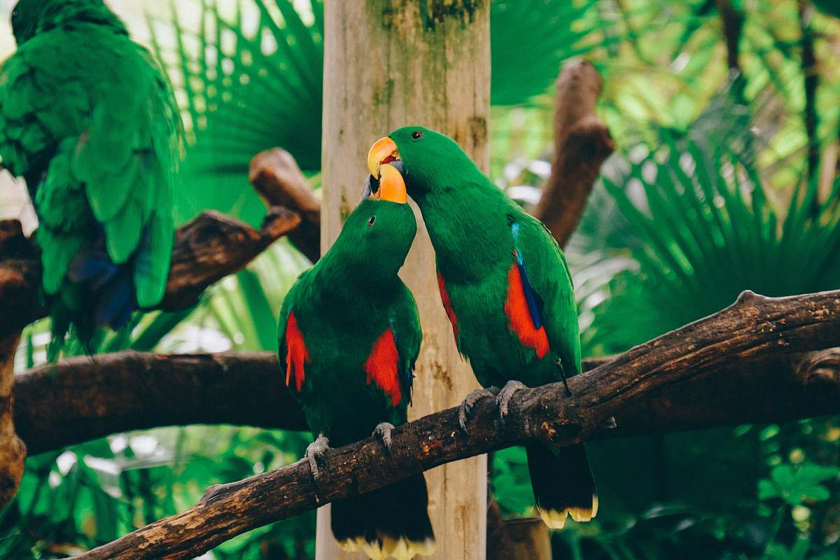 bird two green-and-red parrots on tree brench parrot
