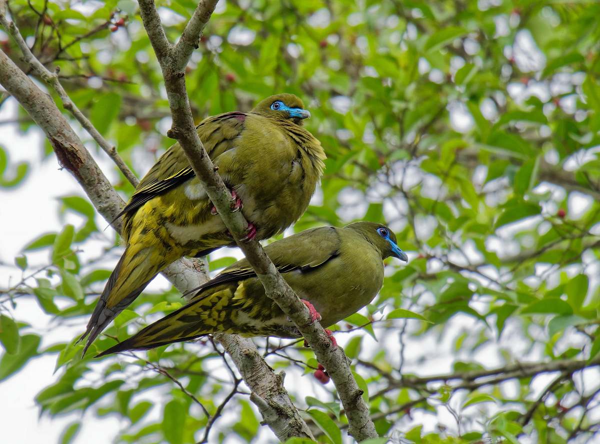 bird two green bird perching on tree branch during daytime dove