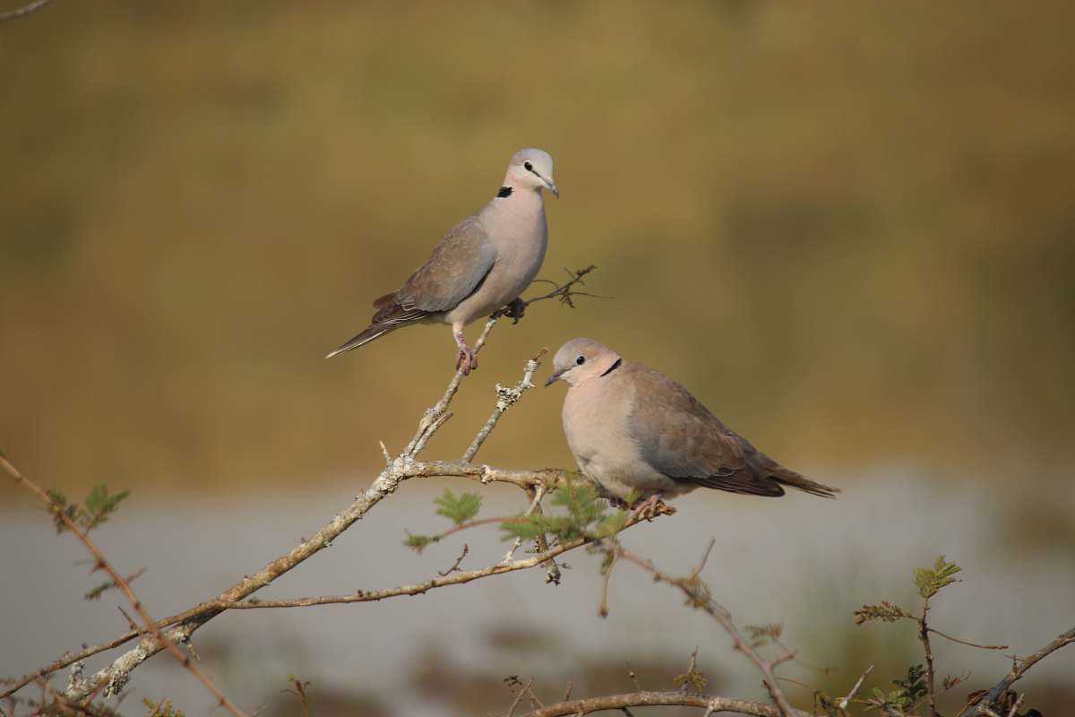 bird two grey-and-white birds perching on tree branch dove