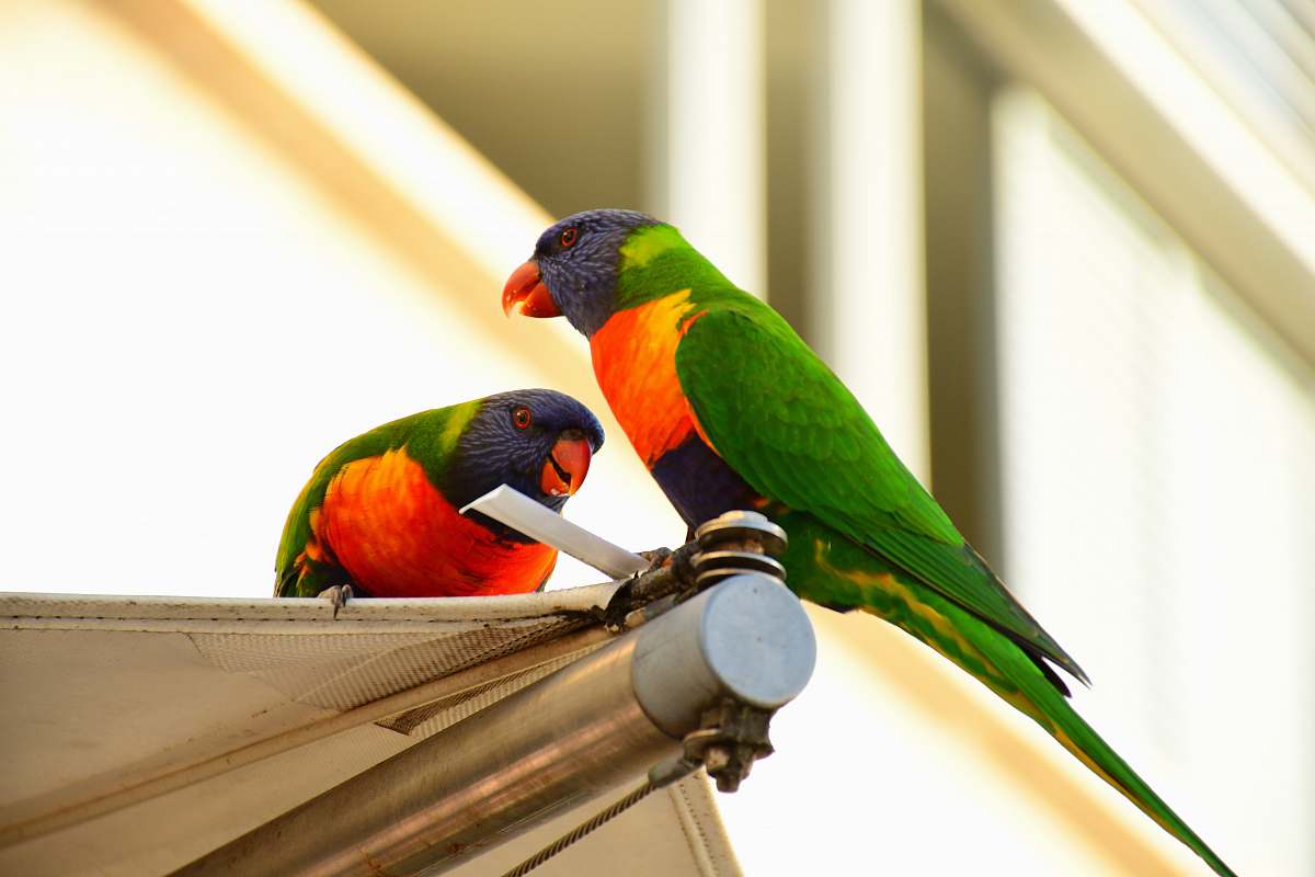 bird two multicolored birds parrot