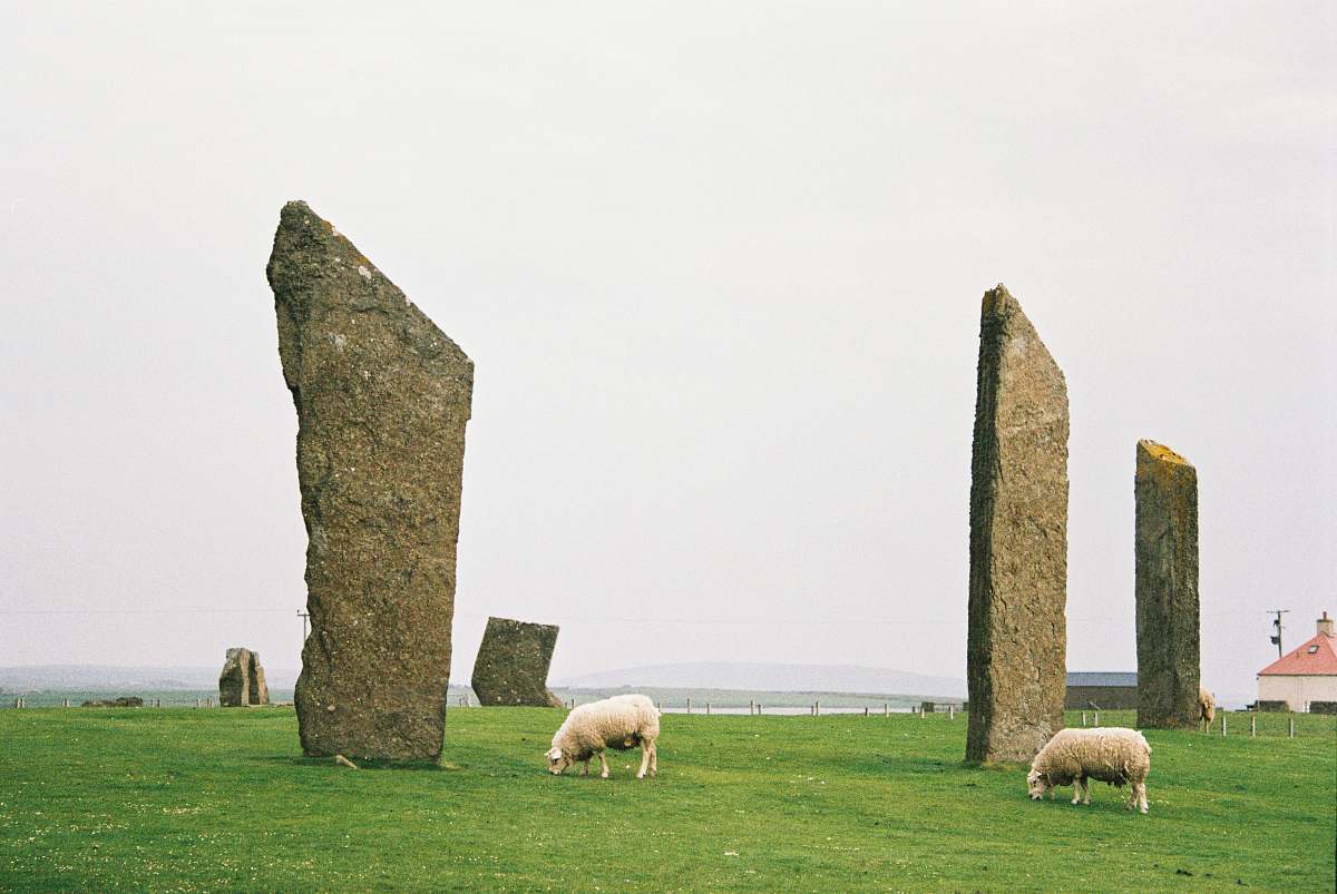 mammal two sheep beside rock formation sheep