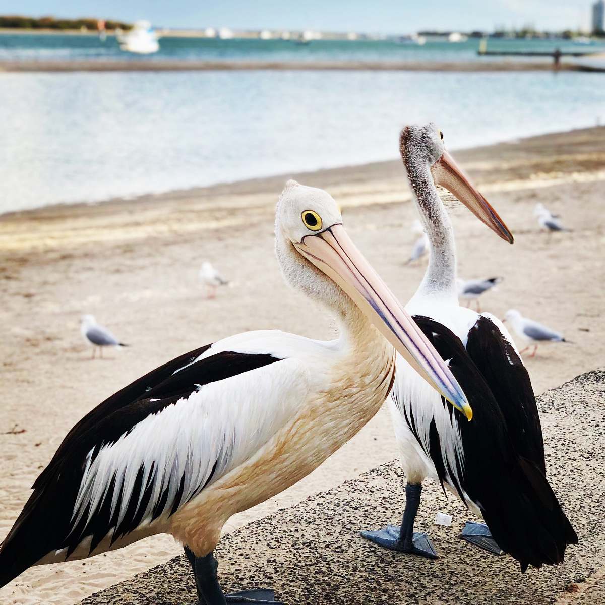 bird two white-and-black storks on seashore beak