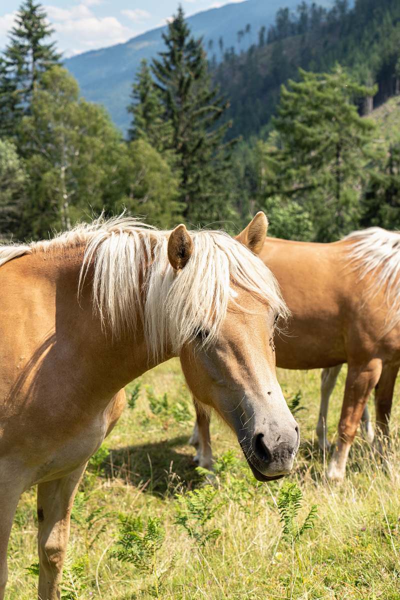 mammal two white-and-brown horses on grass fields colt horse