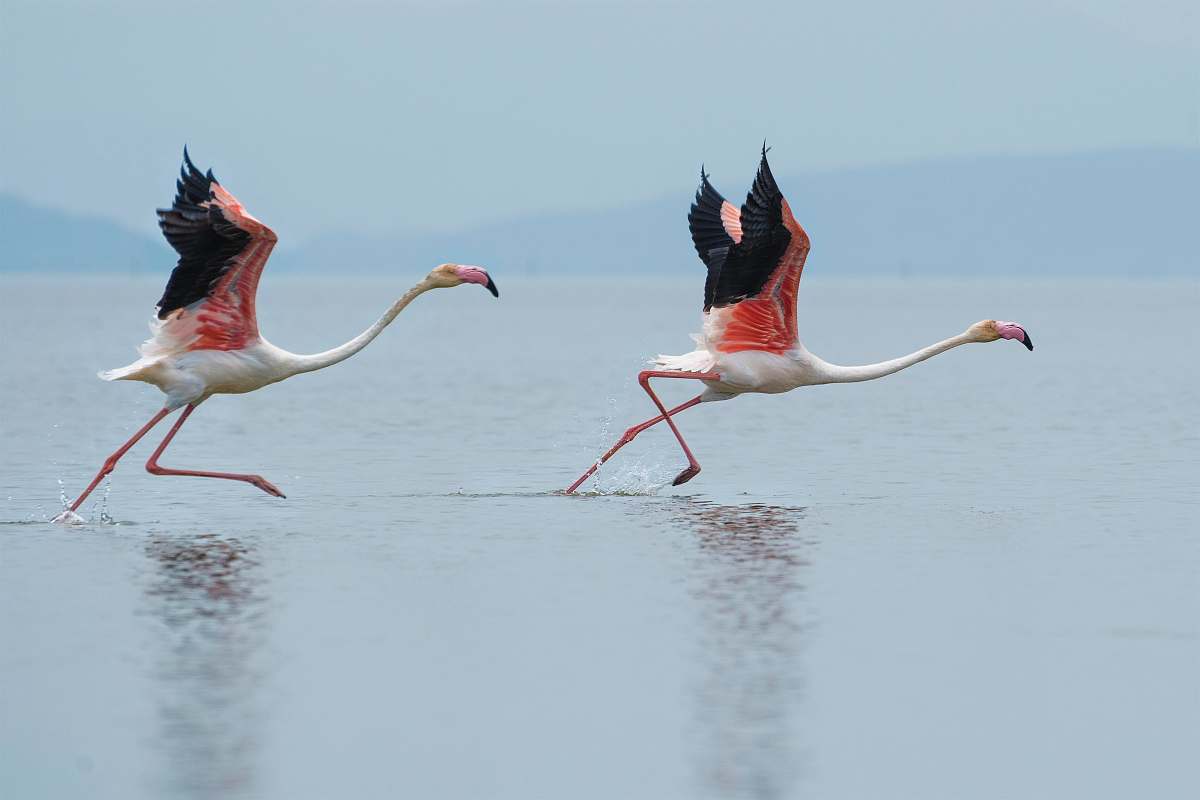 bird two white-and-pink flamingoes running on water flamingo