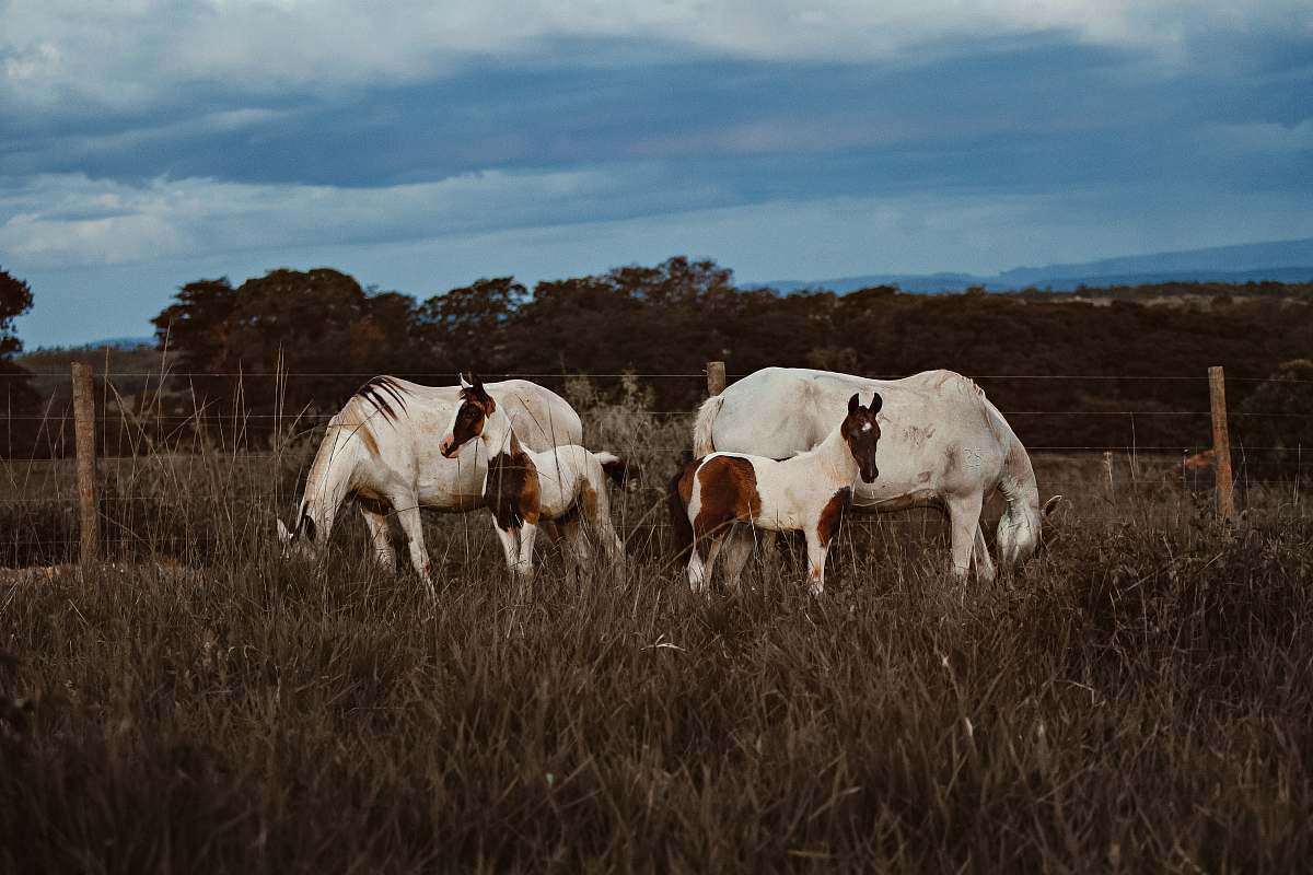cattle two white horse with two young horses cow