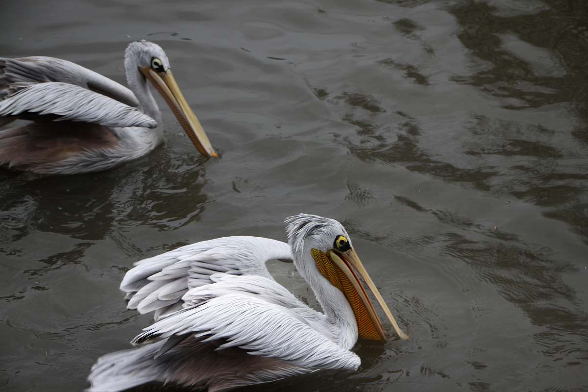 bird two white pelican birds on body of water pelican