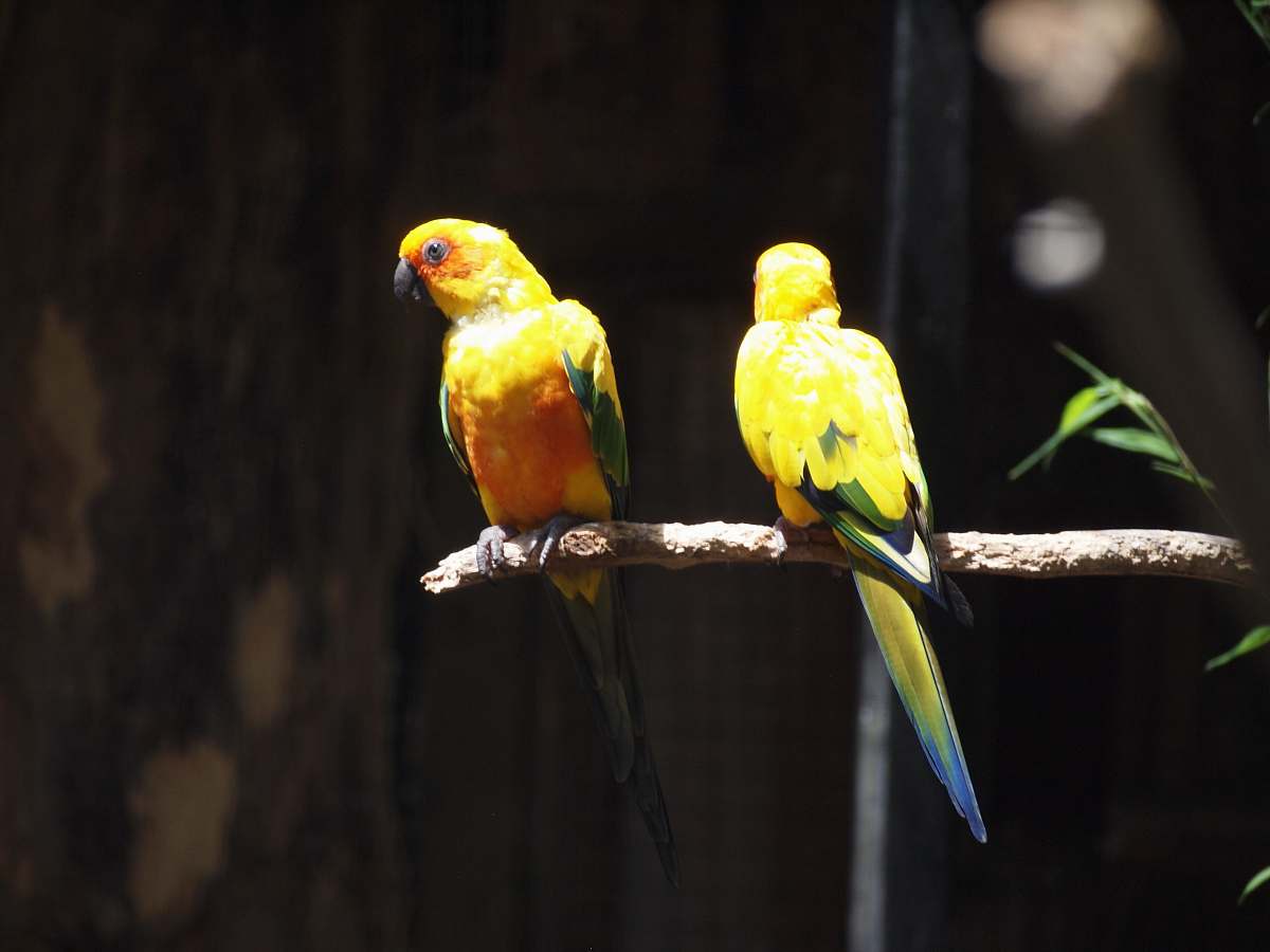 bird two yellow birds parrot