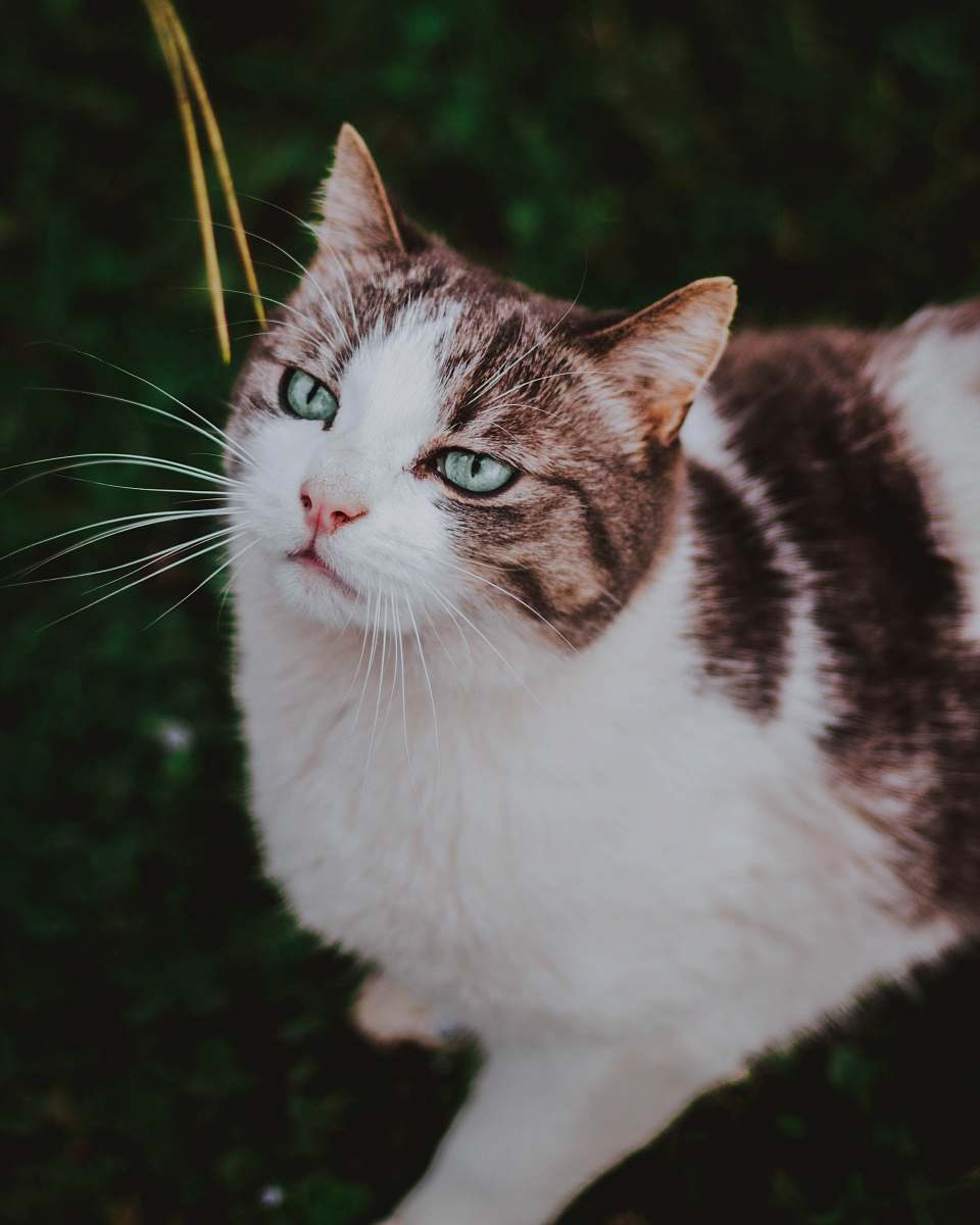 mammal view of short-haired brown and white cat cat