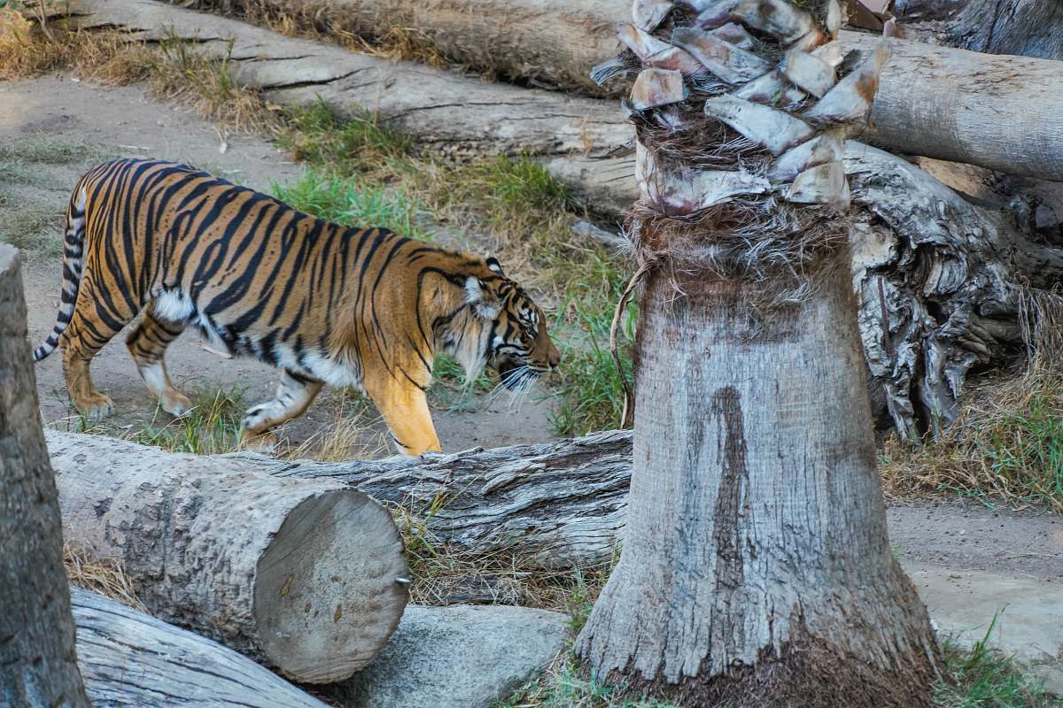mammal walking adult tiger beside logs tiger