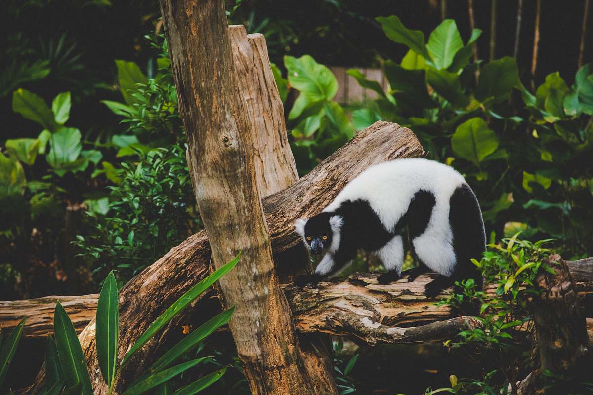 bear white and black animal giant panda