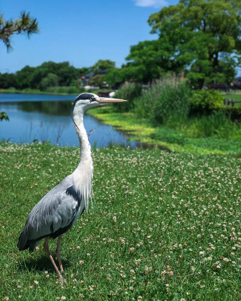 bird white and black bird beside lake waterfowl
