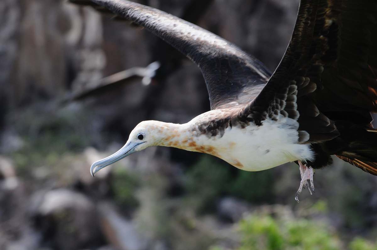 bird white and black bird albatross