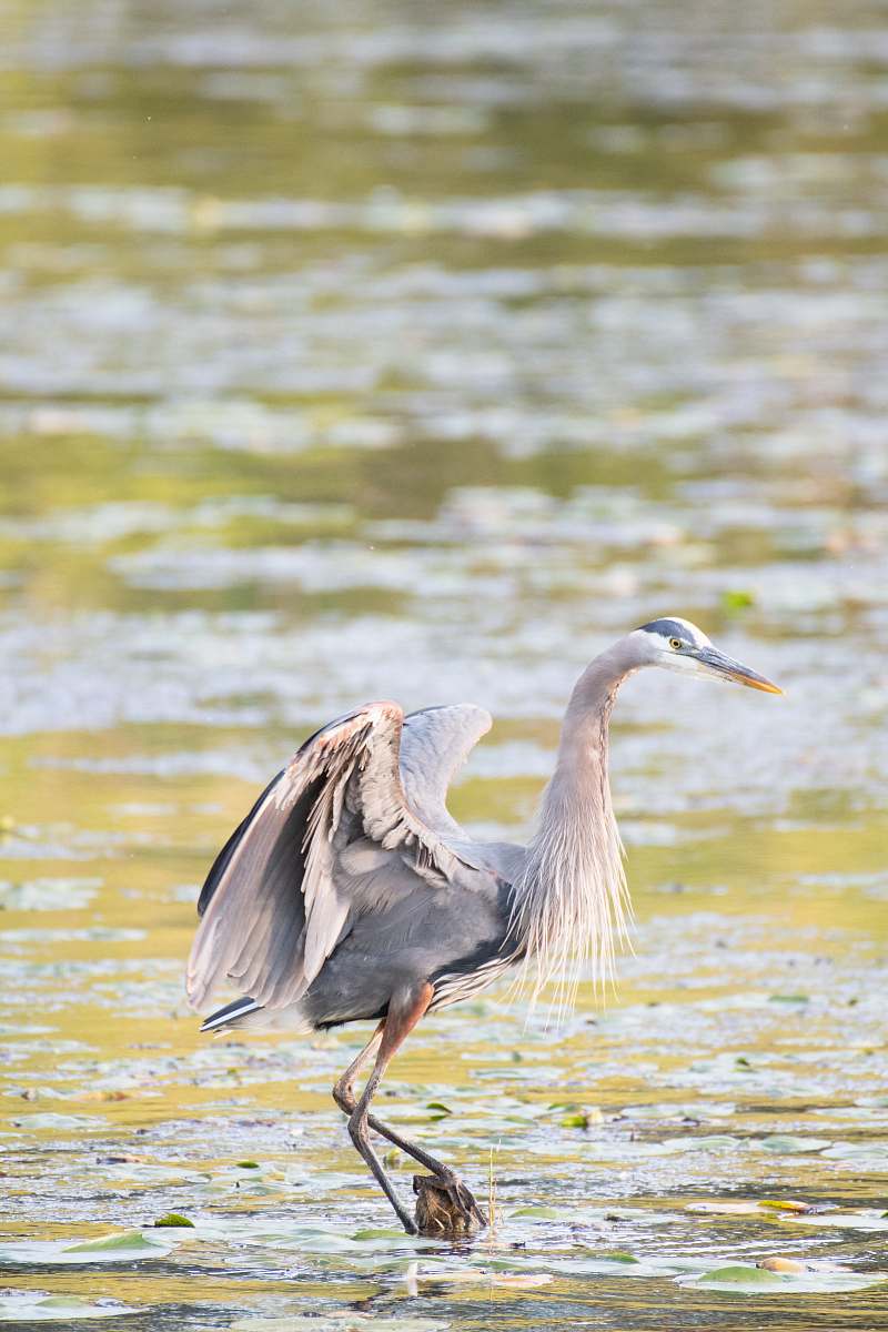 stork white and black bird on body of water waterfowl