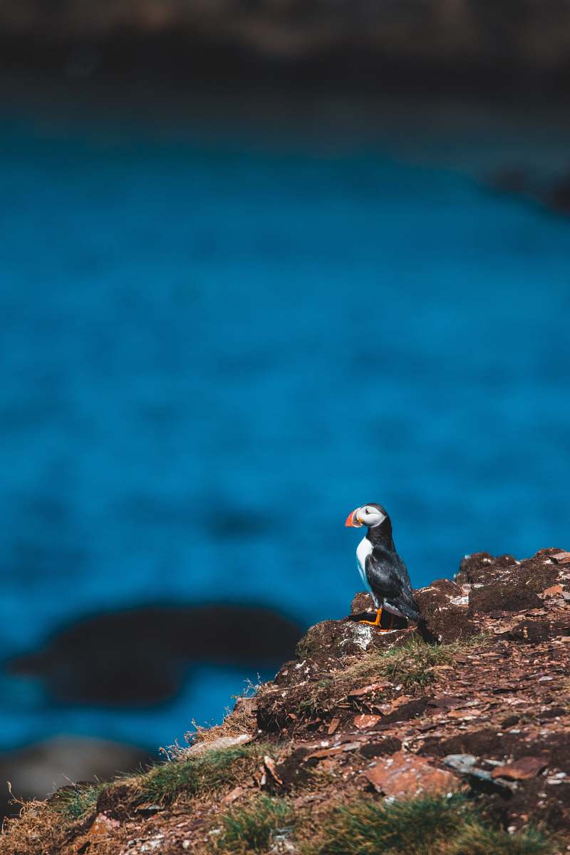 bird white and black bird on cliff during daytime blue