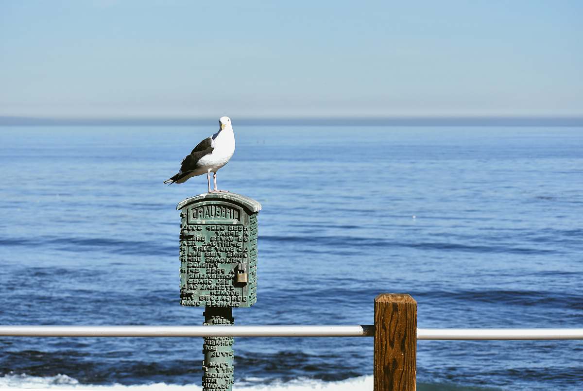 bird white and black bird on gray metal mailbox during daytime seagull