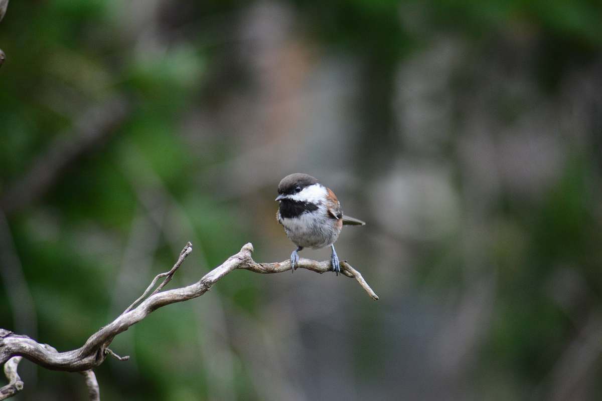 bird white and black bird on tree branch sparrow