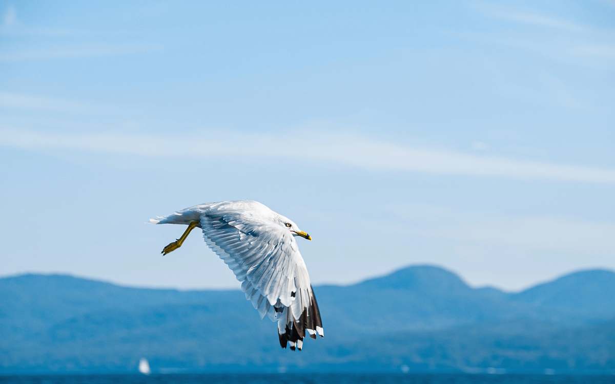 seagull white and black bird lake george