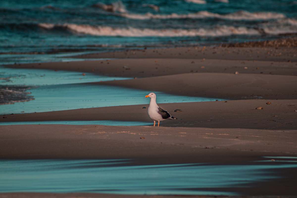 bird white and black bird standing beside body of water nature
