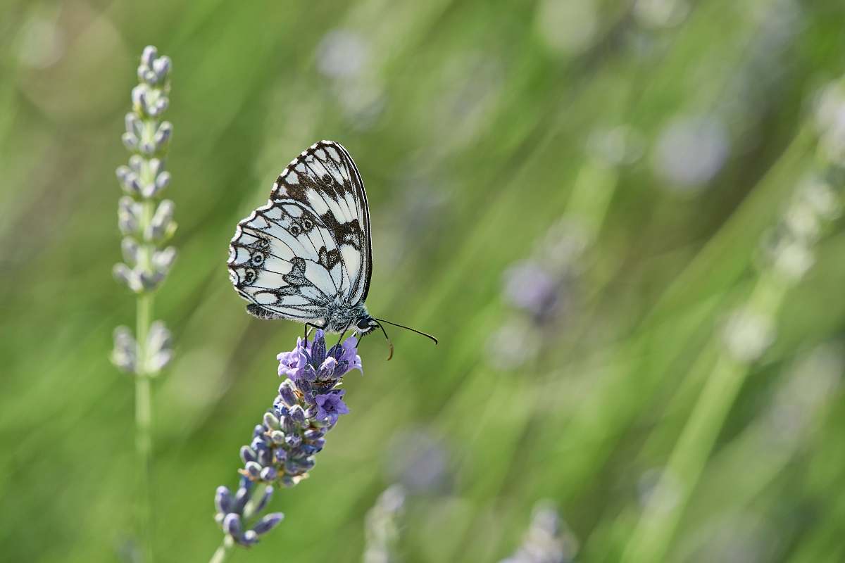 invertebrate white and black butterfly on flower insect