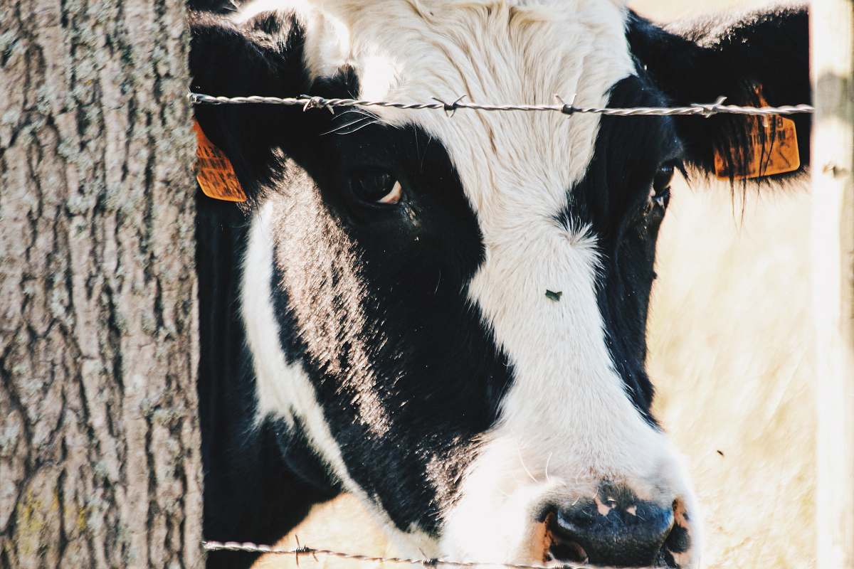 cattle white and black cow close-up photography cow