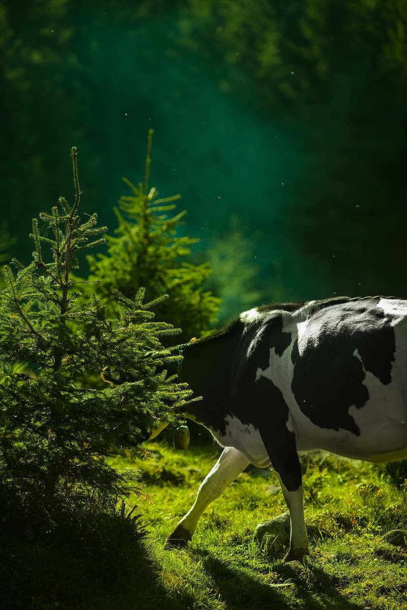 cow white and black cow hiding on green leaf tree during daytime mammal