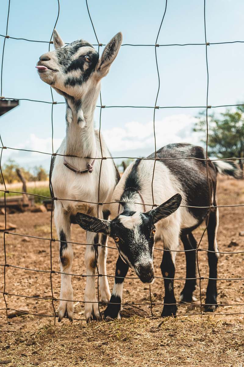mammal white and black goat cattle