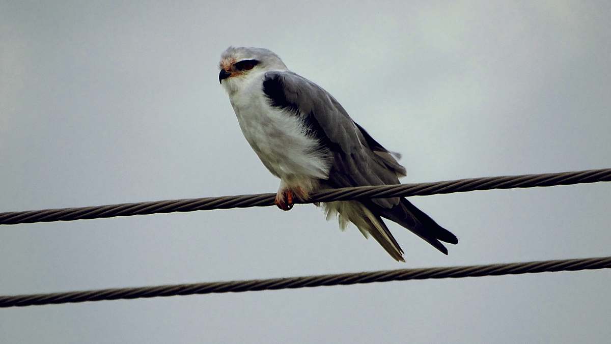bird white and black hawk on wire grey