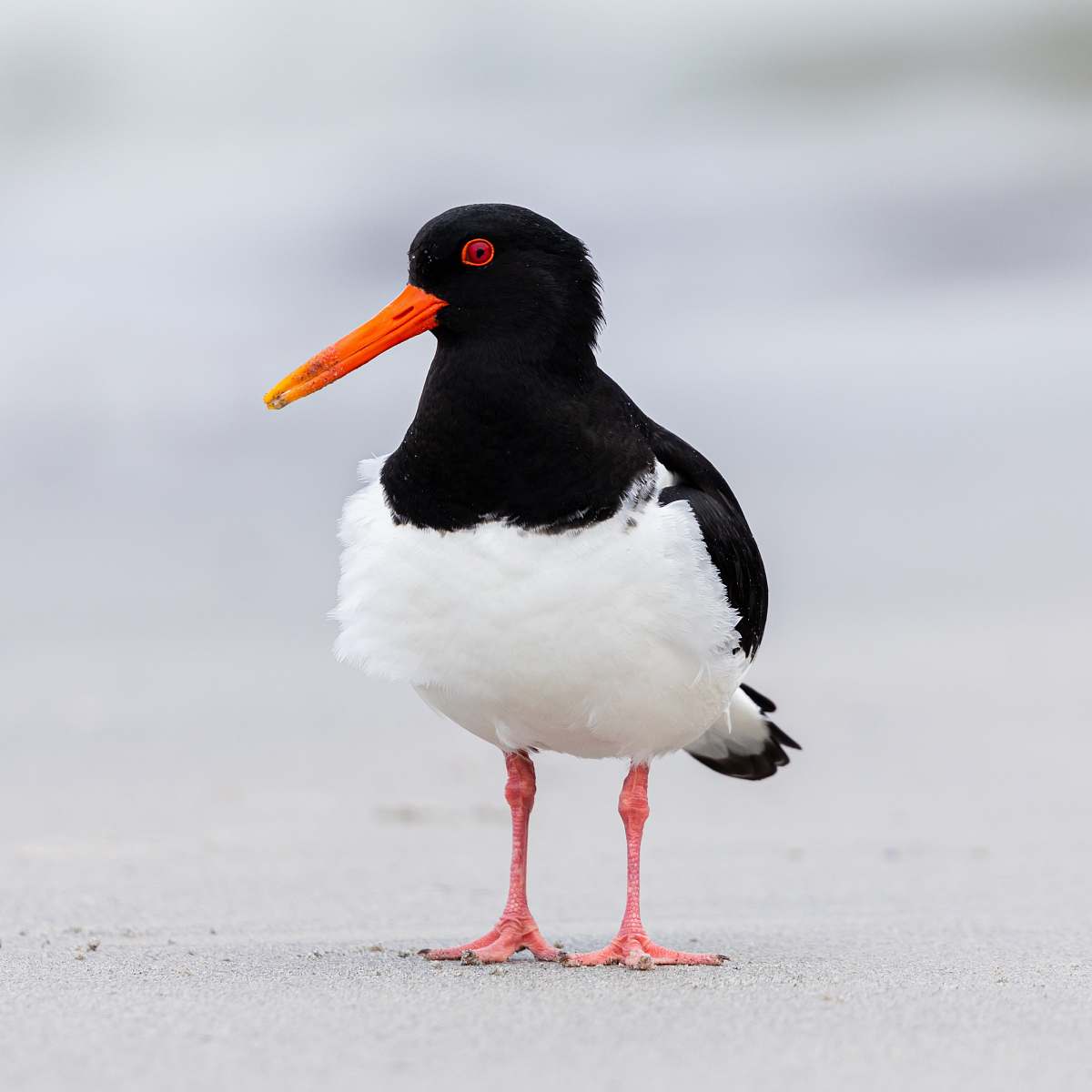 bird white and black oystercatcher beak