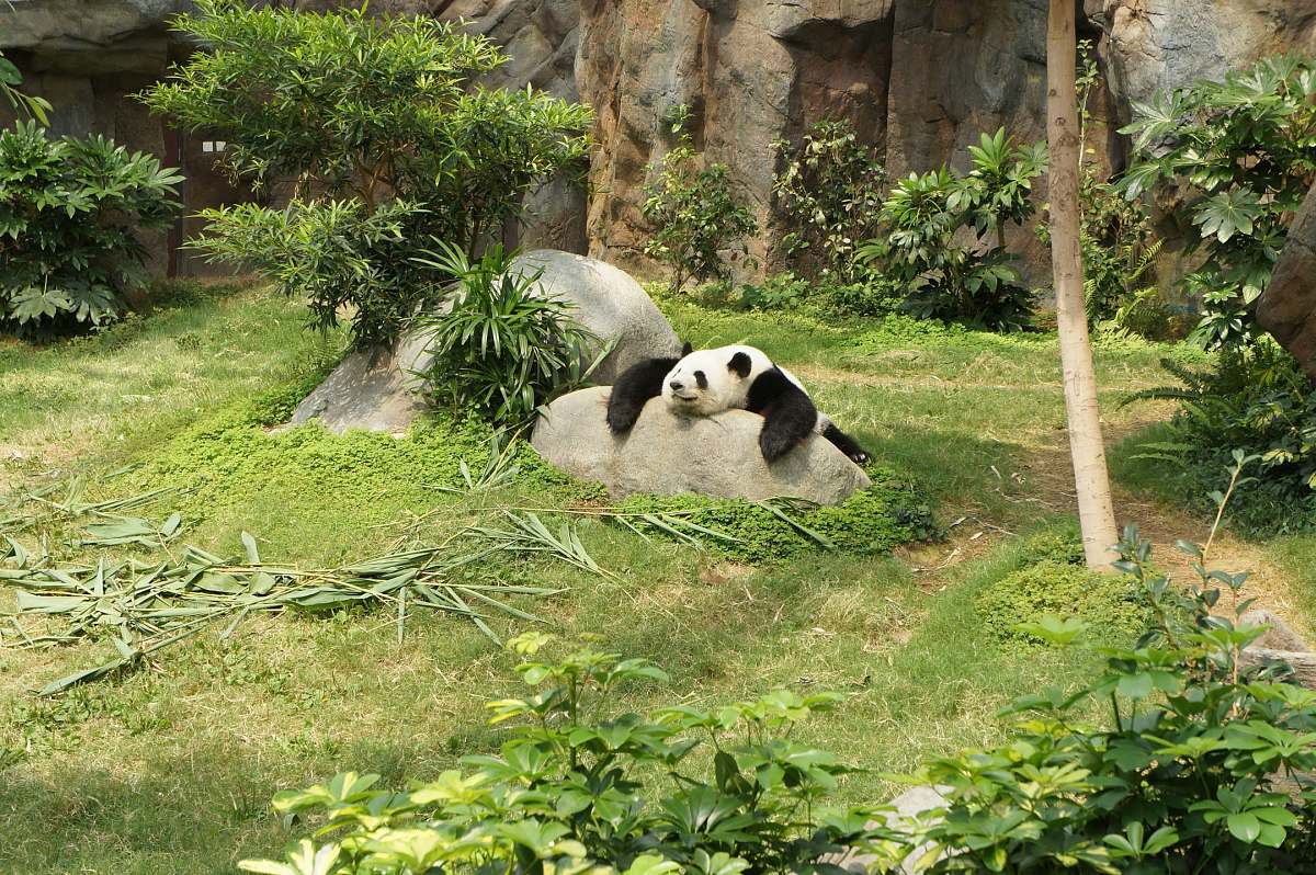 wildlife white and black panda relaxing on rock bear