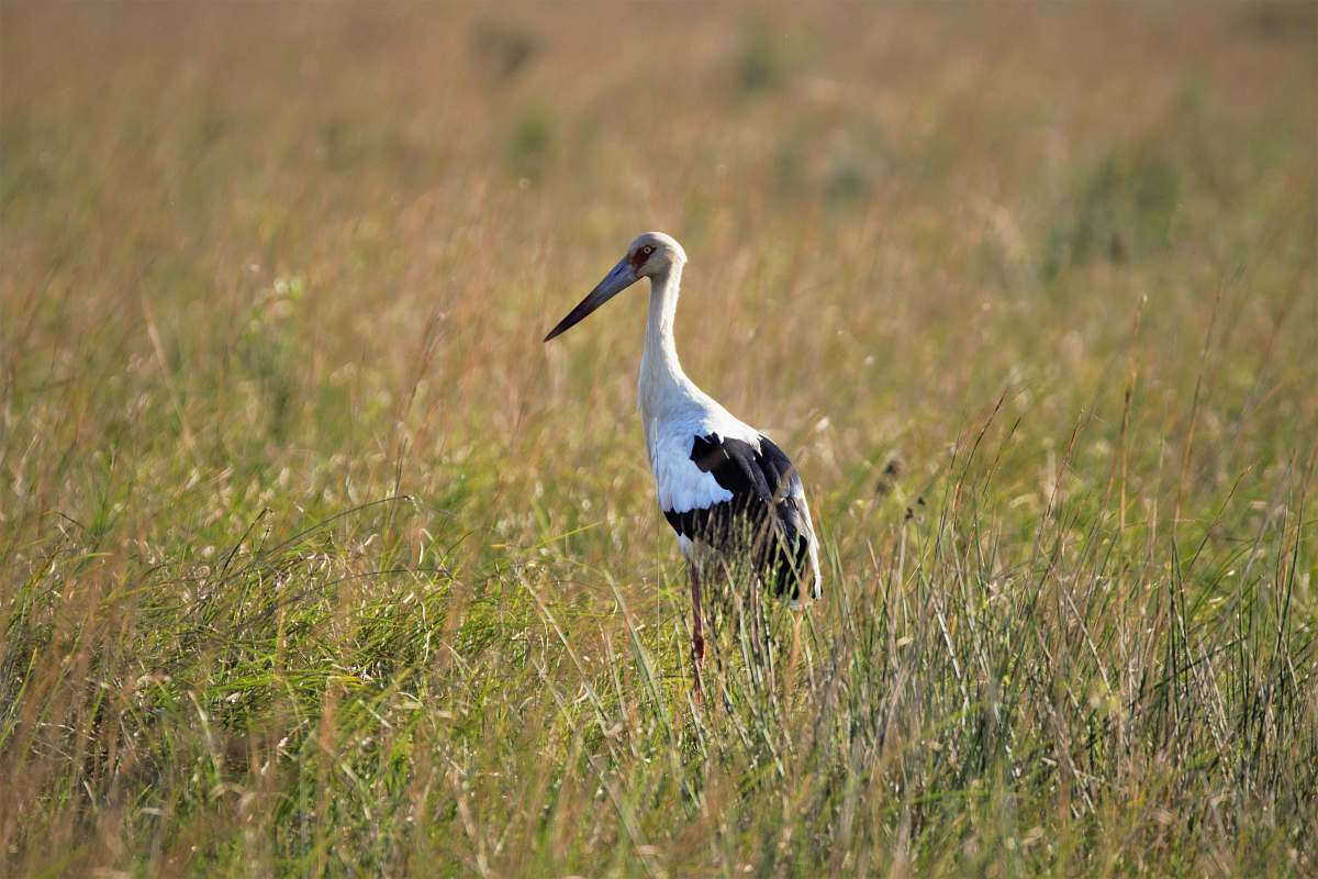 bird white and black stork bird waterfowl