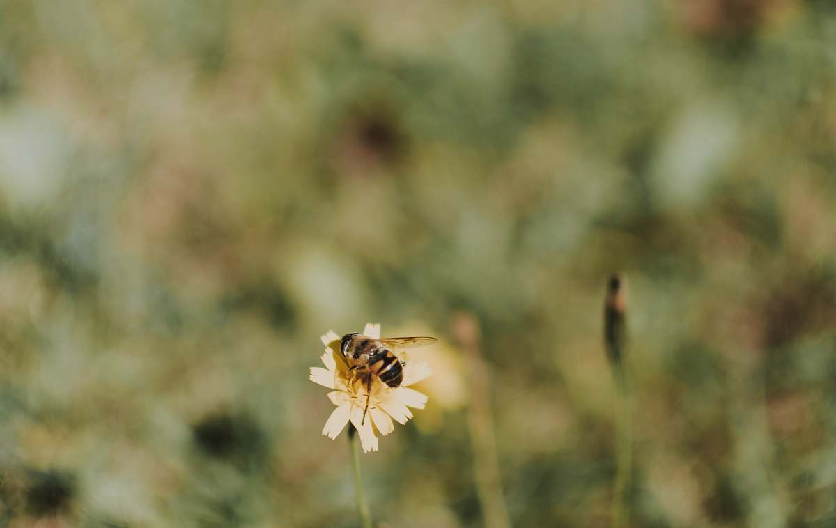 apidae white and black winged insect bee