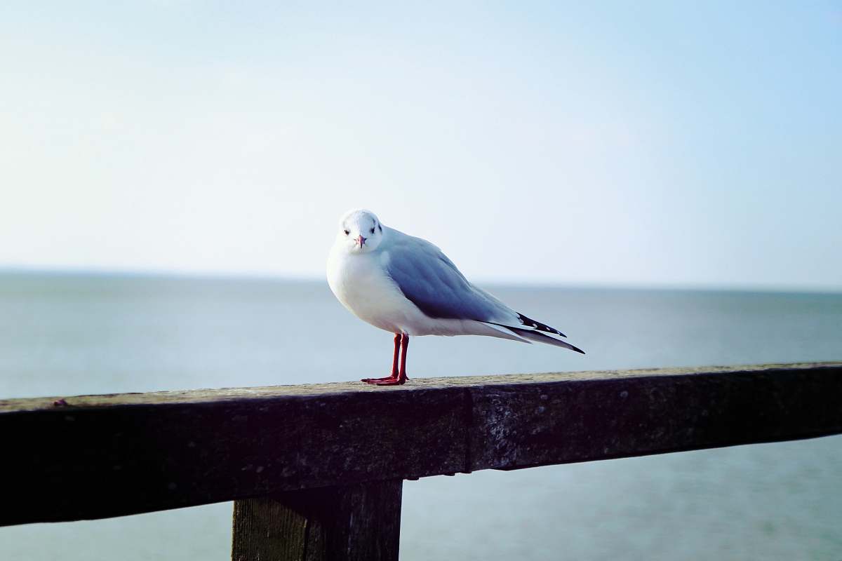 bird white and blue bird on rail seagull