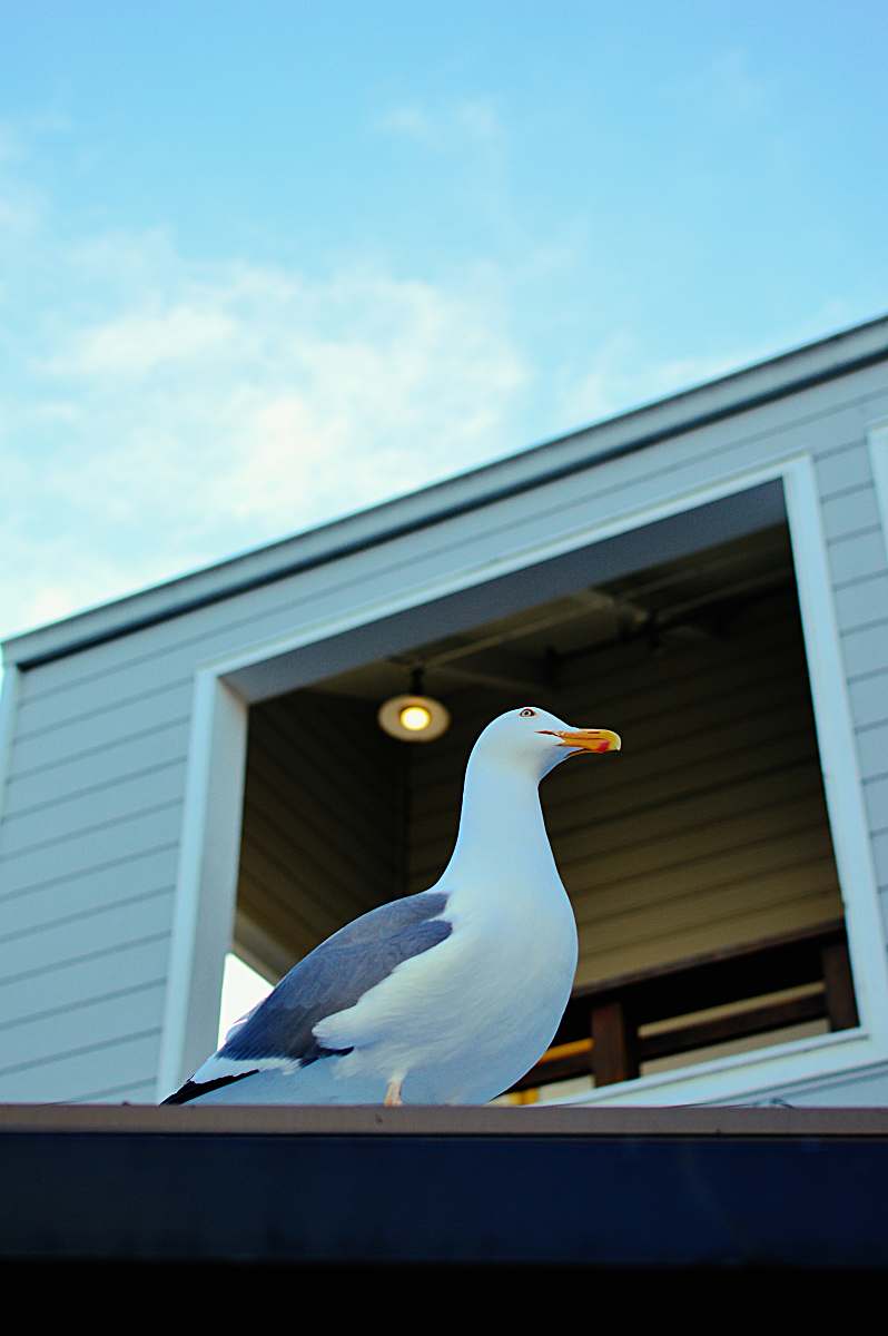 bird white and blue seagull seagull